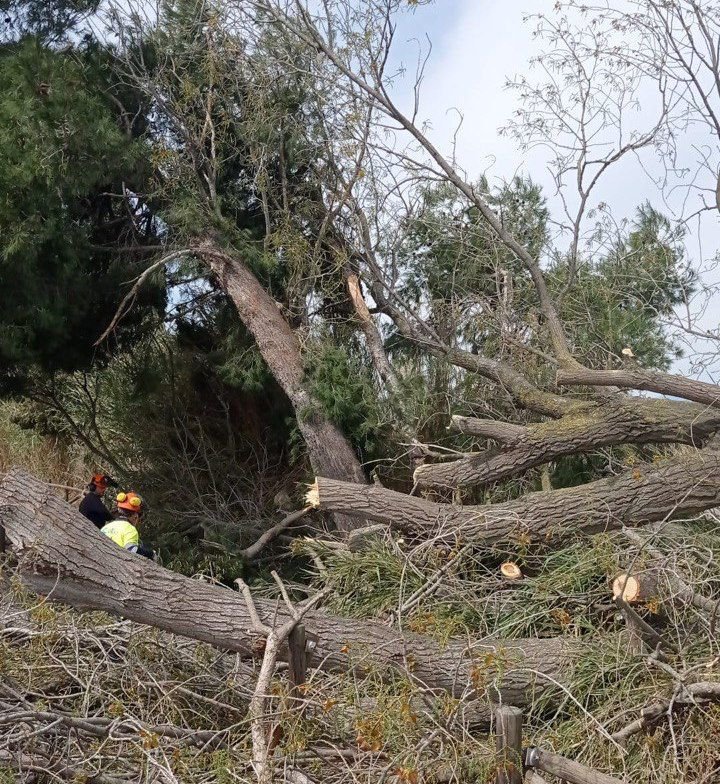 Arbres caiguts per les pluges i el vent tallen la Via Verda a Amposta
