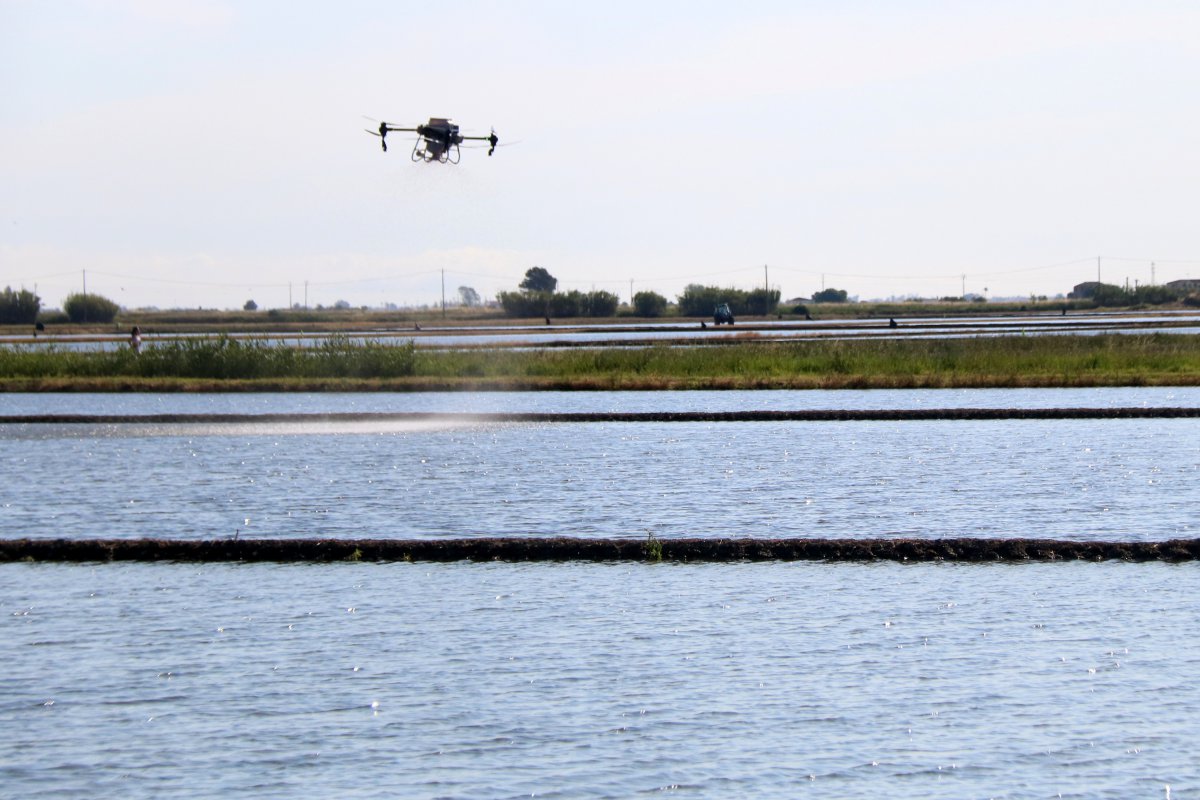 Els pagesos comencen a utilitzar drons per sembrar els camps d’arròs del delta de l’Ebre