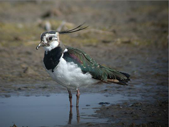 La població hivernal d´ocells aquàtics al delta de l´Ebre ha estat un 20% inferior a la mitjana de l´última dècada
