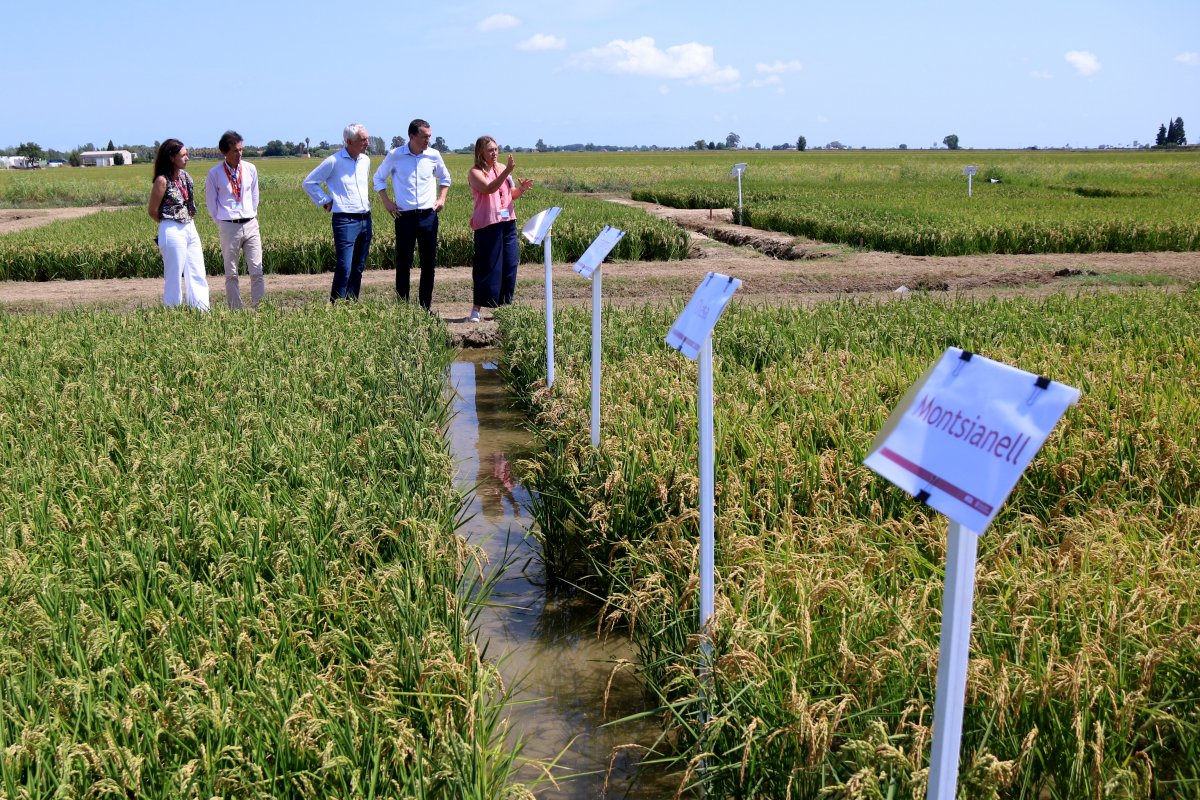 El conseller Ordeig exhorta els arrossaires del Delta a innovar tecnològicament per garantir la viabilitat de les seves explotacions