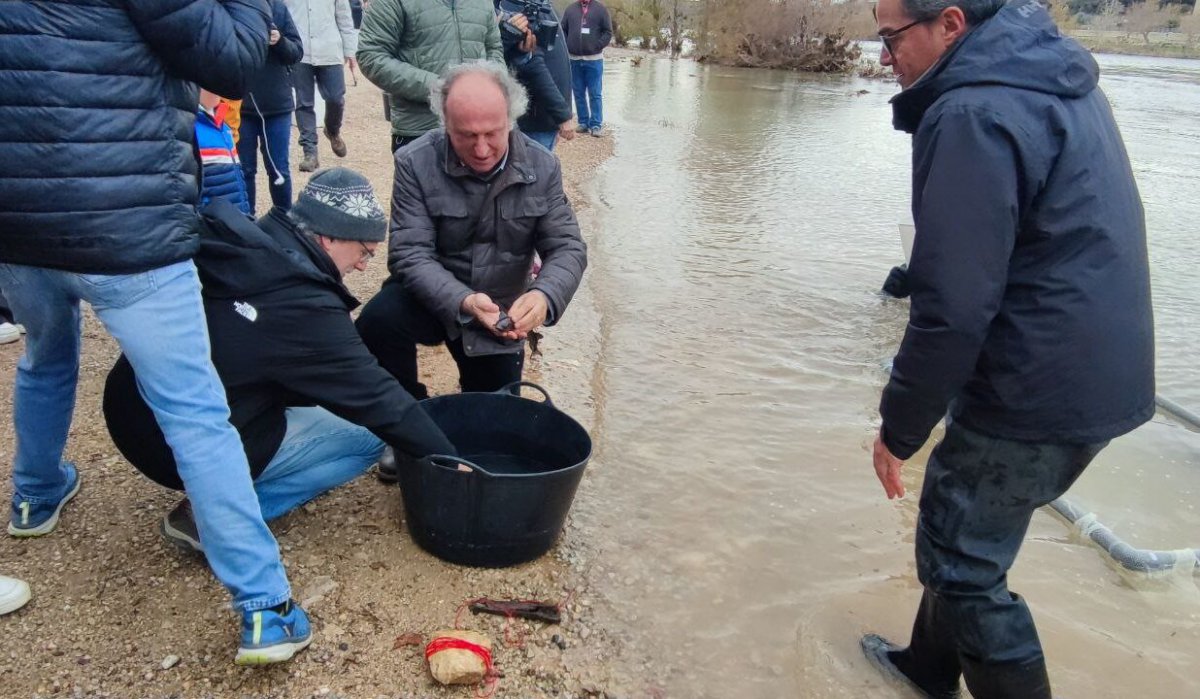 Alliberen 50 nous esturions europeus al riu Ebre en el marc d’un projecte per recuperar l’espècie