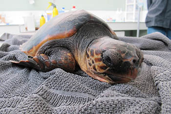 La Xarxa de Rescat de Fauna Marina recull prop de 500 animals entre 2012 i 2016