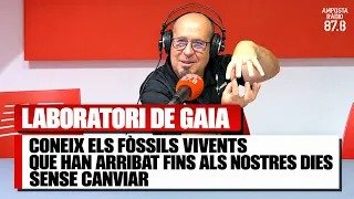 Coneix els fòssils vivents que han arribat fins als nostres dies sense canviar