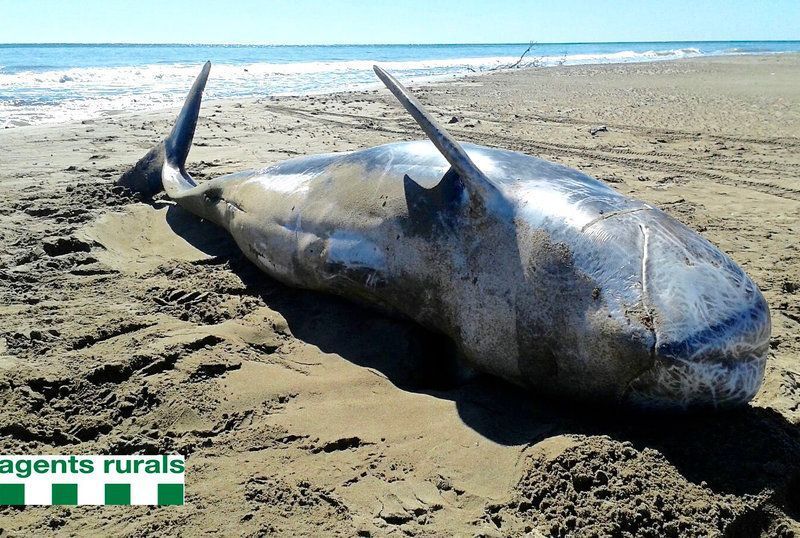 Apareix un altre exemplar de dofí cap d´olla gris en una platja de l´illa de Buda