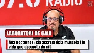 EL LABORATORI DE GAIA A AMPOSTA RÀDIO - Com veuen i cacen les aus nocturnes?