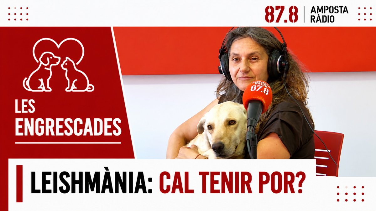 L&rsquo;increïble canvi de l&rsquo;Late: De l&rsquo;abandonament a buscar una llar