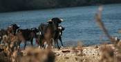 El Govern es retracta i no sacrificarà els braus de l´Illa dels Bous del riu Ebre