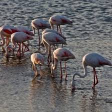 BIODIVERSITAT: ANELLAMENT CIENTIFIC DEL FLAMENC