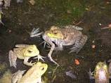 El número de capgrossos de granota toro capturats al delta de l´Ebre es dispara a gairebé 900