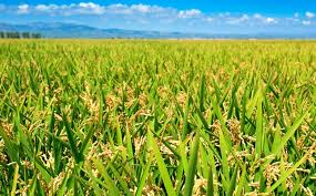 L´IRTA calcula una reducció del 10% de la producció d´arròs al Delta l´any 2100 per l´increment del nivell del mar