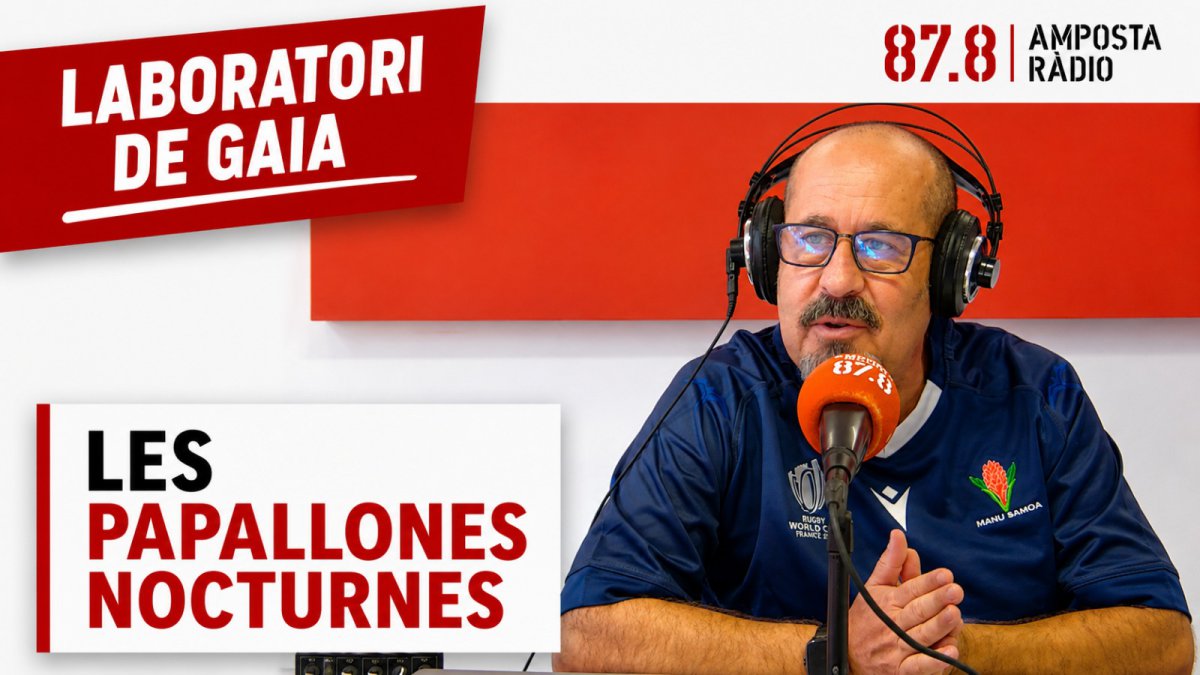 LES ESTRELLES DE LA NIT: Descobrim el fascinant món de les papallones nocturnes
