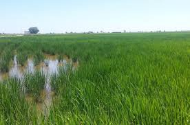 Els arrossaires del Delta sembren aquest maig amb més incerteses que esperança per les restriccions d’aigua