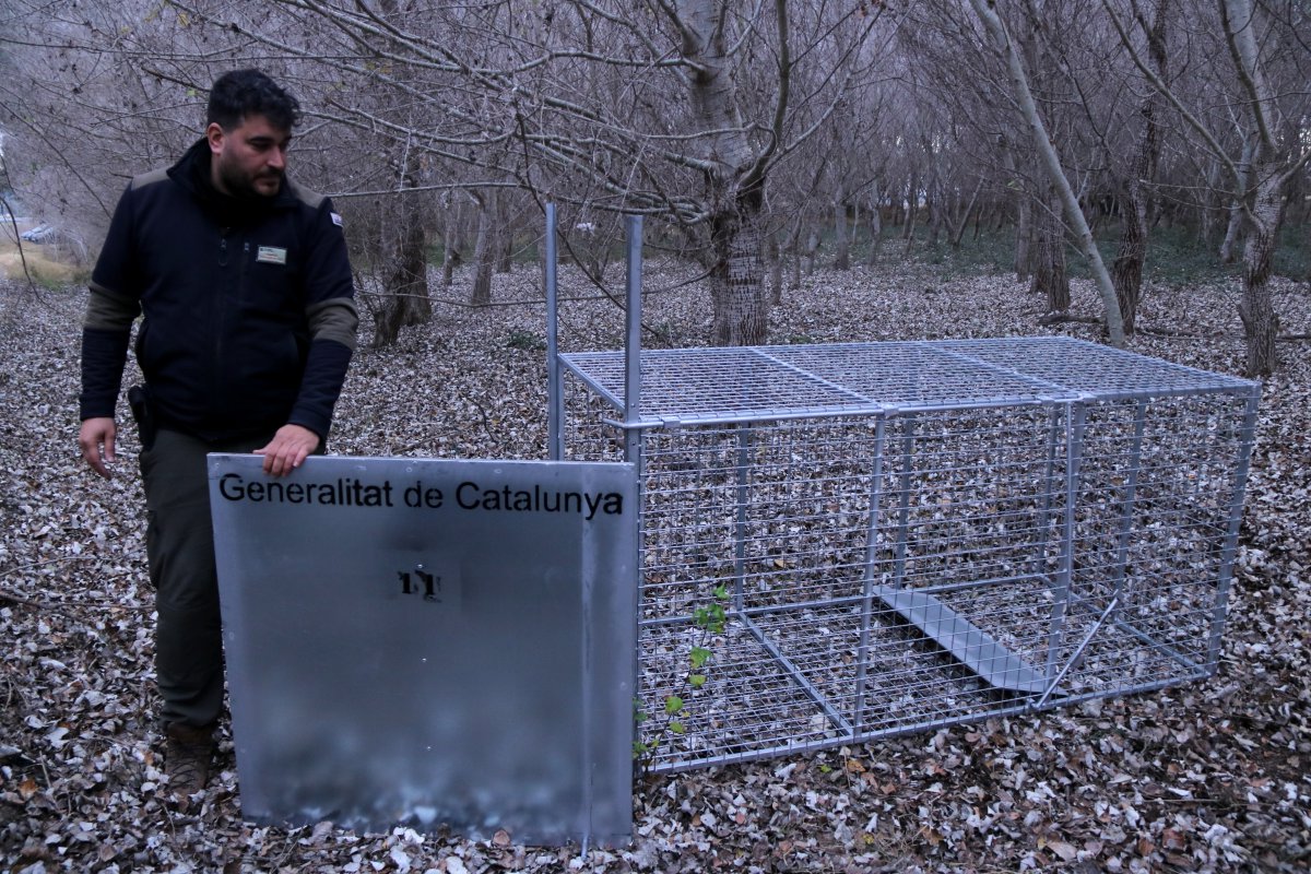 Instal·len trampes per capturar senglars i evitar els danys que provoquen al delta de l’Ebre