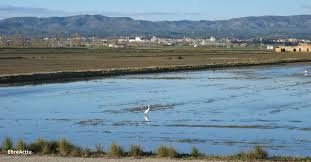Comença la inundació dels arrossars al Delta en una campanya "normalitzada", però amb menys sembra en sec La soltada es fa simultàniament als hemidelt