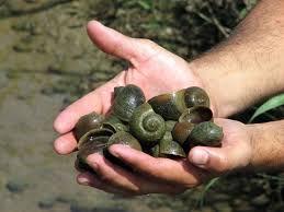 El Govern dóna un nou impuls a la lluita contra la plaga del cargol poma i a la millora de la biodiversitat al delta de l´Ebre