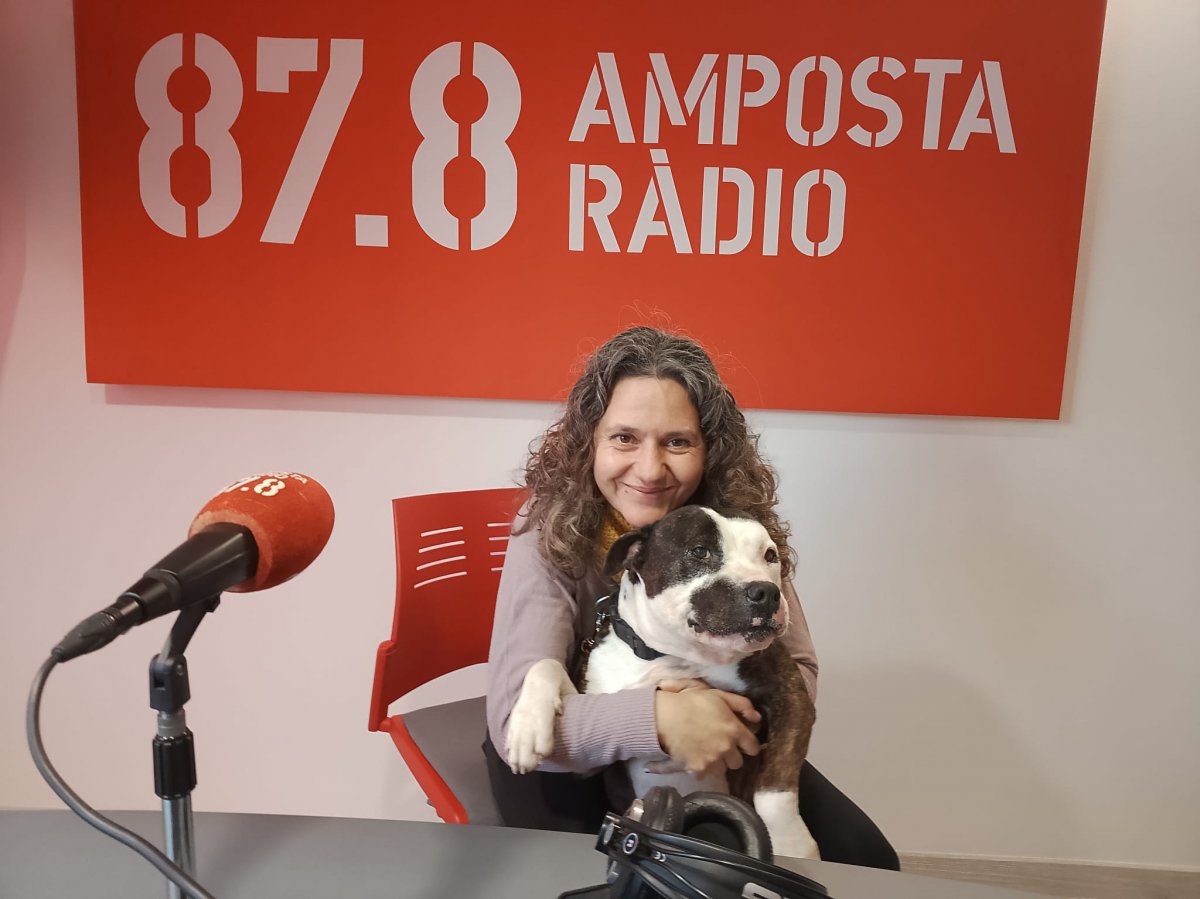 Parlem amb Núria España d&rsquo;Engrescades: Tarantino, un American Staffordshire que busca una família