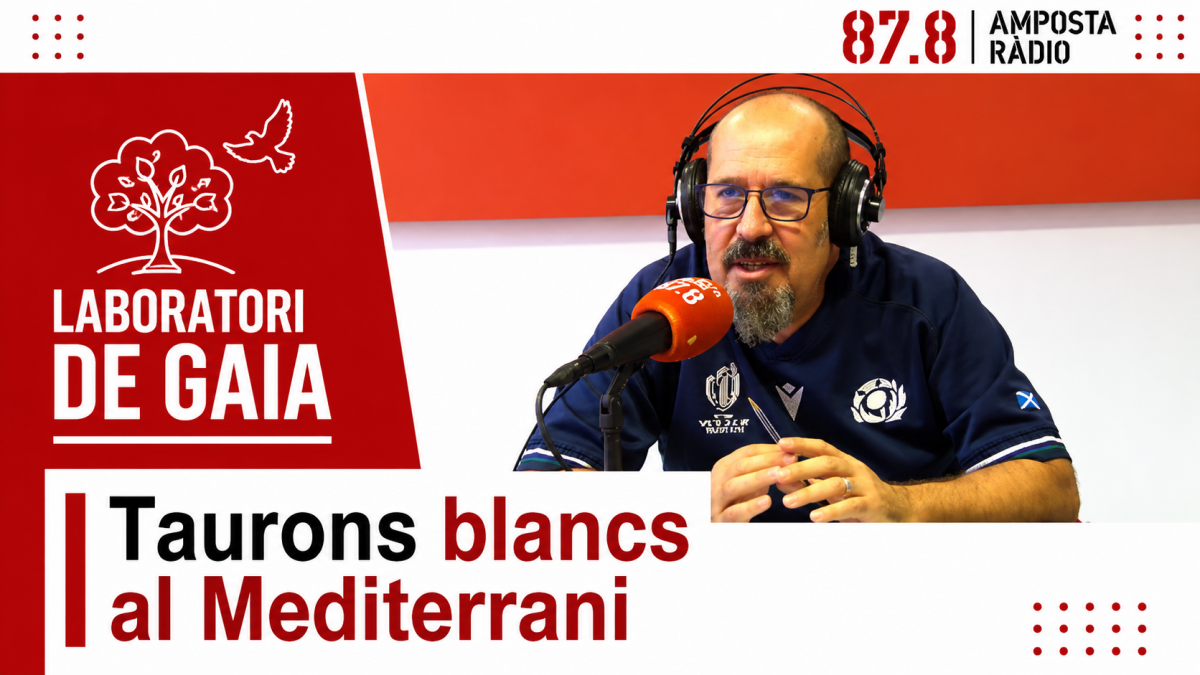 Taurons blancs al Mediterrani: Mite o realitat?