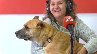 Dandy: El "gos Netflix" que busca una família i la crua realitat dels abandonaments a Amposta