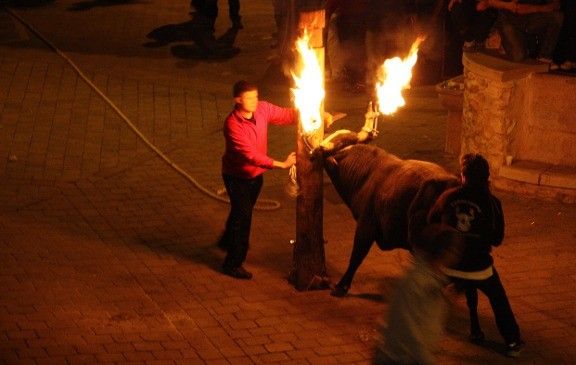 El Govern demana "serenitat" a taurins i animalistes després dels incidents al bou embolat d´Aldover