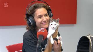 Engrescats ens presenten al gatet DARE o PELOTA DE PING PONG...
