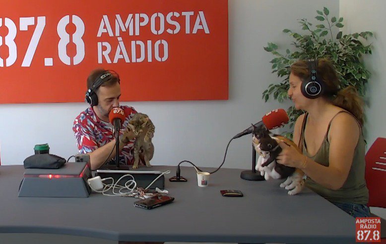 Adopta un amic pelut! Coneix els gatets i la perrita podenca que necessiten una lla