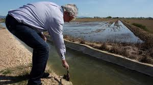 Gepec-Ecologistes de Catalunya denuncia a Agricultura per permetre caçar als aiguamolls artificials del Delta