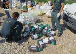 Detecten productes fitosanitaris fraudulents que han generat greus danys en cultius d’arròs del delta de l’Ebre
