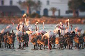 ENTREVISTA A FRANCESC VIDAL - DIRECTOR DEL PARC NATURAL DEL DELTA DE L’EBRE
