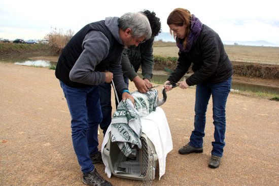 L´assecament dels arrossars per lluitar contra el caragol maçana redueix les aus d´aigua dolça que hivernen al Delta