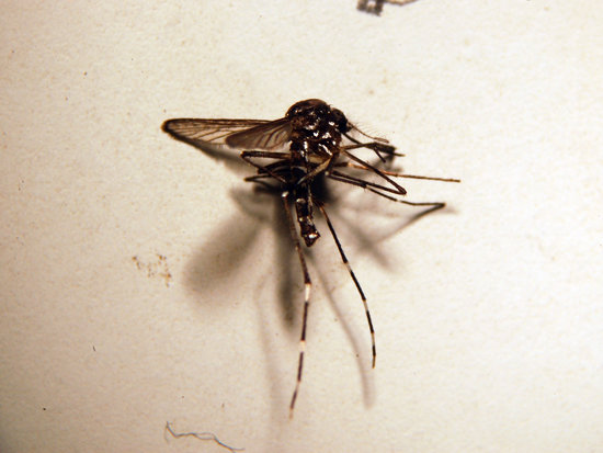 El COPATE fa una prova pilot contra el mosquit tigre en quatre poblacions del Montsià