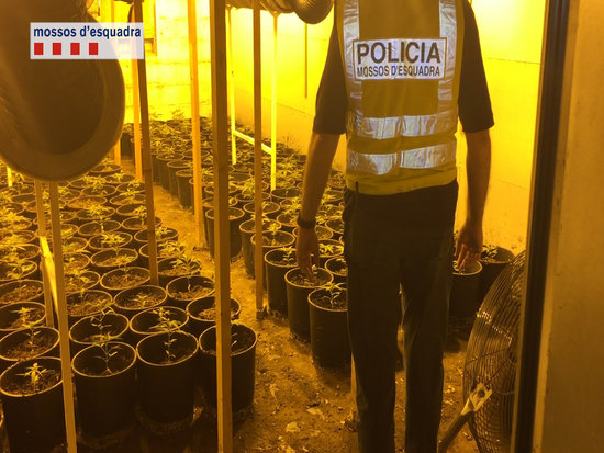 Tres detinguts i dues plantacions de marihuana desmantellades al Baix Ebre i Montsià
