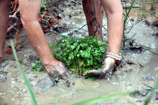 L´Ecomuseu del delta de l´Ebre recupera l´agret, una petita falguera aquàtica extingida en estat salvatge a Catalunya