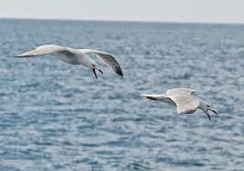 Els temporals de primavera afecten la nidificació de la gavina corsa a l’Ebre