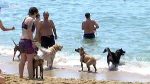 La Policia Local d´Amposta recorda la prohibició de la presència d´animals de companyia a la platja d´Eucaliptus durant l´estiu