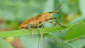 Els pagesos arrossers s’enfronten a una nova plaga en els seus coreus, el Lisorupthus o Gorgoll aquàtic que afecta la fulla i l’arrel de la planta de