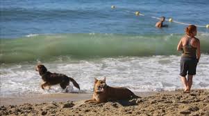 La Policia Local d´Amposta comunica que es buscara aviat una solució per a la presència d´animals de companyia a la platja d´Eucaliptus