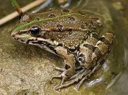 Biodiversitat (Els amfibis al delta)