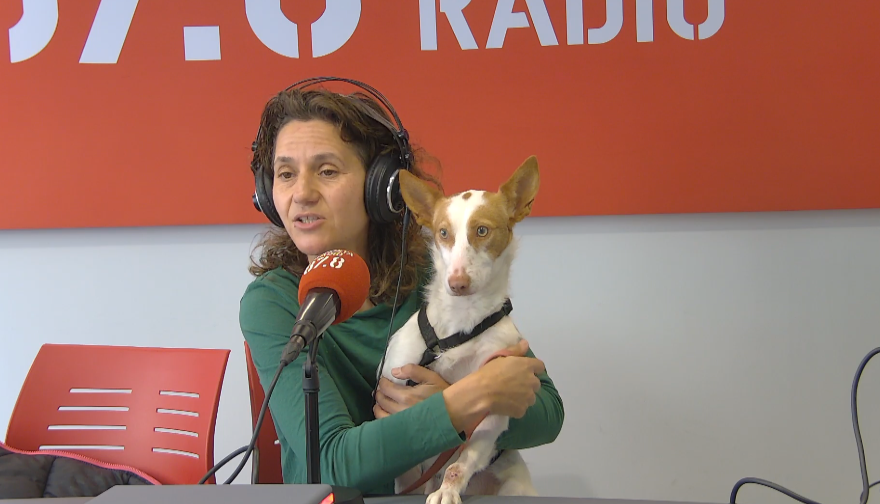 CAMI un gos amb pànic que busca familia gràcies a les ENGRESCADES