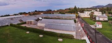 L’IRTA constata l’efectivitat d’un insecte forà contra la plaga del cotonet dels cítrics i valora deixar d’introduir-lo