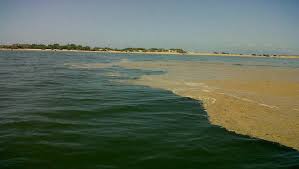Els regants del delta de l’Ebre volen que el llapó sigui declarat com a plaga