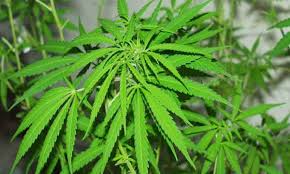 Decomissen 46 plantes de marihuana enmig d´un canyissar del parc natural del delta de l´Ebre, a Amposta