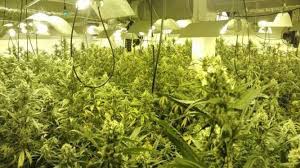 Detinguts tres veïns d´Amposta que tenien una plantació de marihuana amagada en un xalet d´Alcanar