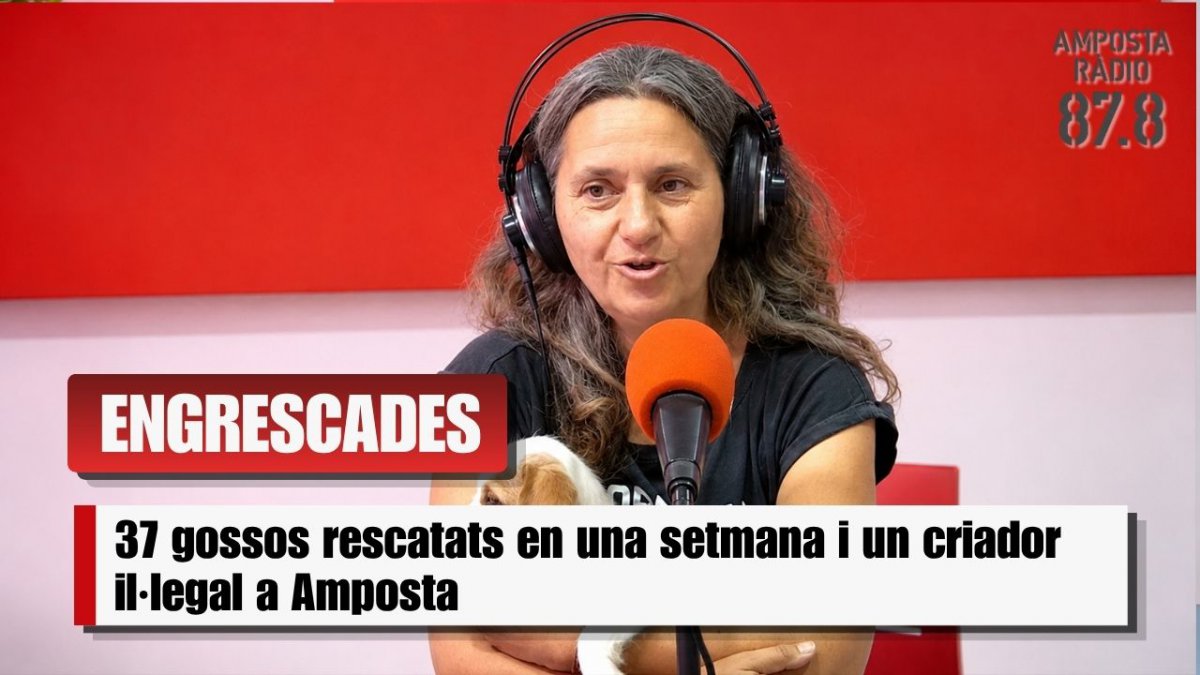 37 gossos rescatats en una setmana i un criador il·legal a Amposta: SOS d&rsquo;Engrescades