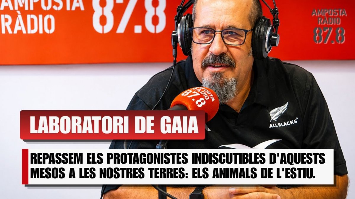 Els animals de l&rsquo;estiu: Tot el que has de saber sobre mosquits, meduses i xitarres