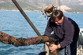 Cau la collita del musclo al Delta de l’Ebre i els productors en culpen la lluita contra el cargol poma