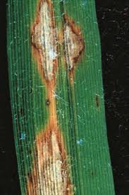 Agricultura quantificarà al final de la campanya les pèrdues als cultius d´arròs provocades pel fong pericularia