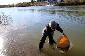 L’esturió torna a nedar pel riu Ebre mig segle després