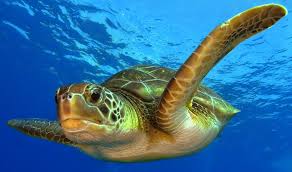 Alliberen al Delta de l´Ebre 14 tortugues babaues recuperades